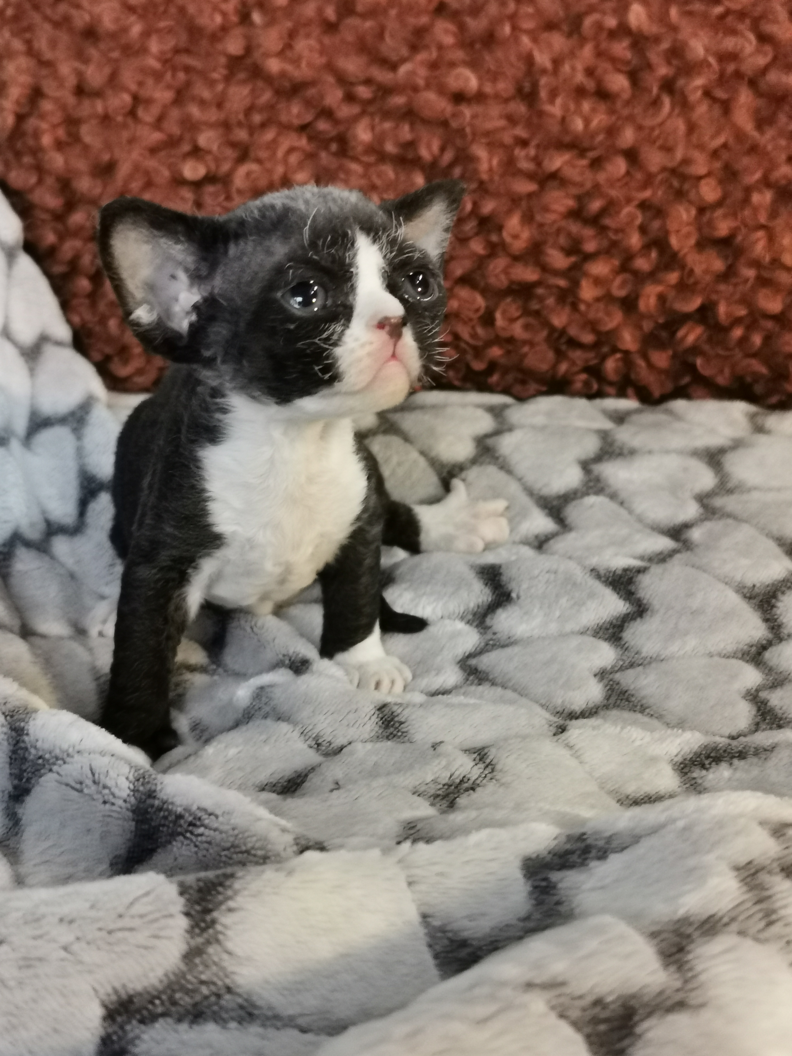 Sundance Kid 3 veckor